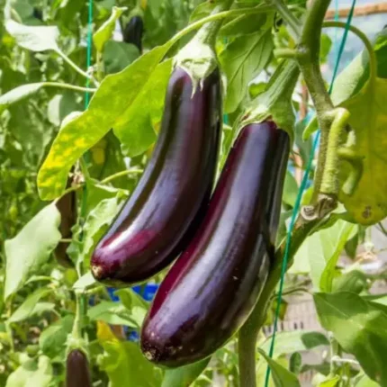 Long Brinjal Hybrid Seeds