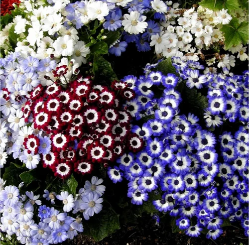 24-500x500-1.webp
