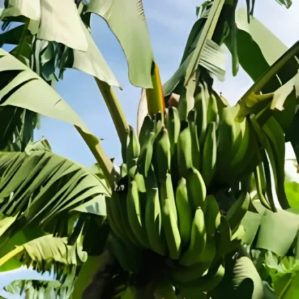 N1 Banana F1 hybrid Plant