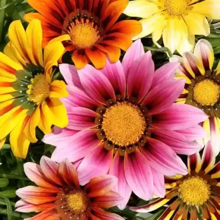 Gazania Mix Seeds [SOLD OUT]