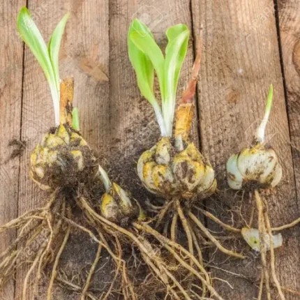 Day Lily bulb (Mix Colors)