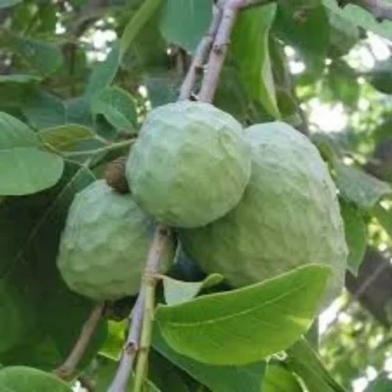 Custard Apple / Shareefa Plant