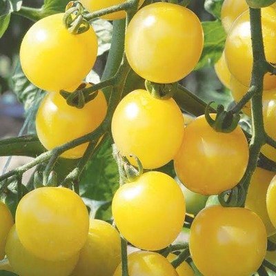 White Cherry tomato Seeds Hybrid F1