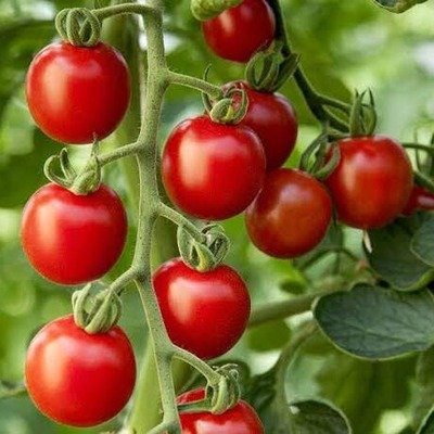 Red Cherry Tomatoes F1 Hybrid Seeds