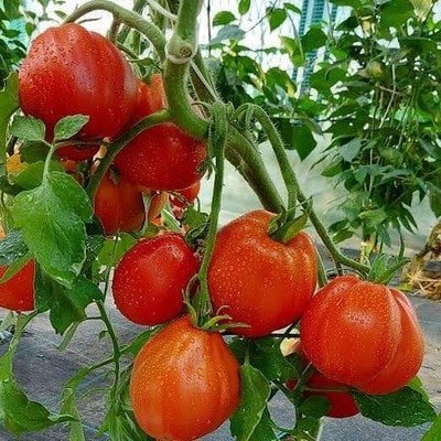 Tomato Pear Red Prime Hybrid F1