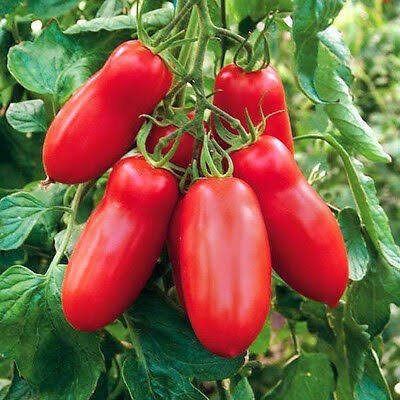 Scatolone Tomato Heirloom Seeds – Authentic F1