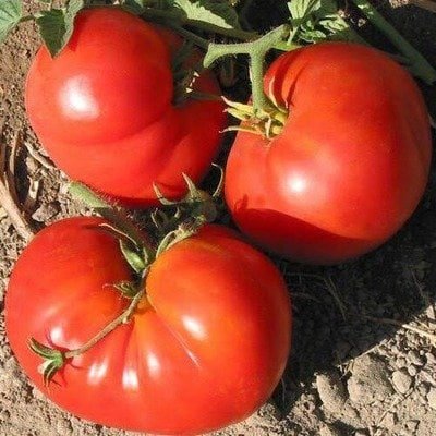 Pantano Romanesco Tomato – Hybrid F1