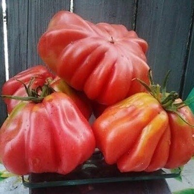 Prime Canestrino Heirloom Tomato F1