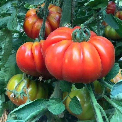 Tomato Marmande Heirloom Tomato Hybrid F1