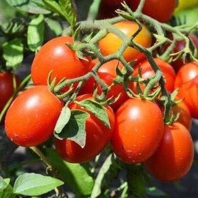 Tomato Roma VF Heirloom F1