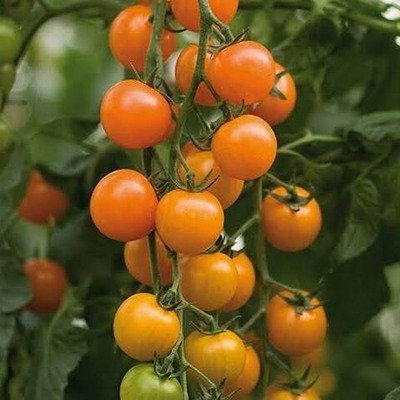 Cherry Tomato Orange Organic Seeds