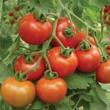 Super clust Prime Tomato F1 Hybrid