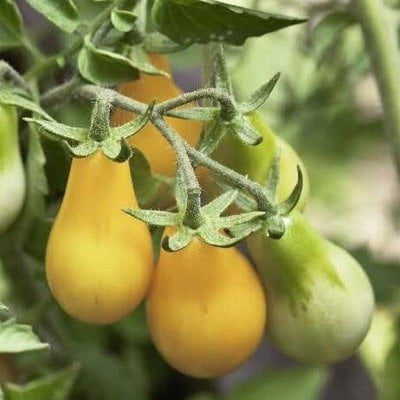 Tomato Yellow Pear (Organic)