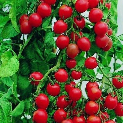 Sprint Delight Currency Tomato F1