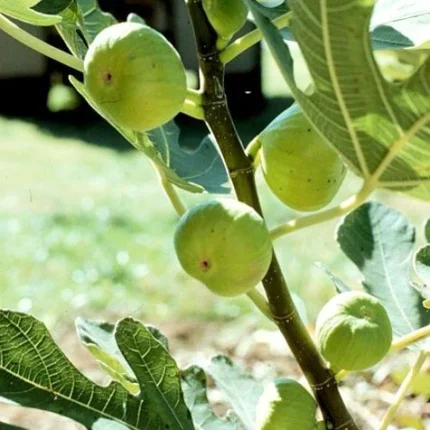 White honey Fig Plant