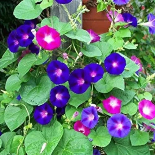 51kz7KjTPNL._AC_UF10001000_QL80_-500x500-1.webp