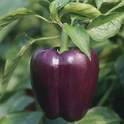 Purple Capsicum Seeds – Exotic High Yield Bell Pepper Seeds