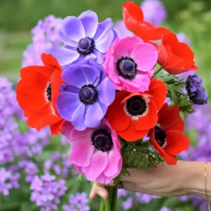 Anemone Flower Bulbs 5 Bulbs Mix Color [SOLD OUT]