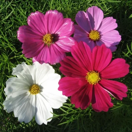 Cosmos Mix Seeds