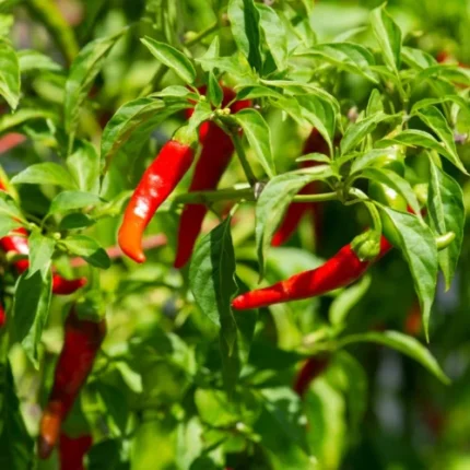 Cayenne Pepper Chilli seeds