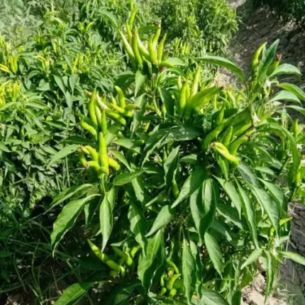 Chilli Upshoot Seed Hybrid F1
