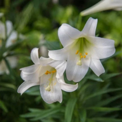 White Easter Lily Bulb