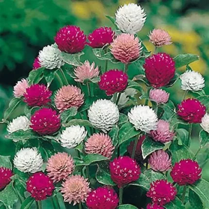 Gomphrena Mix Seeds