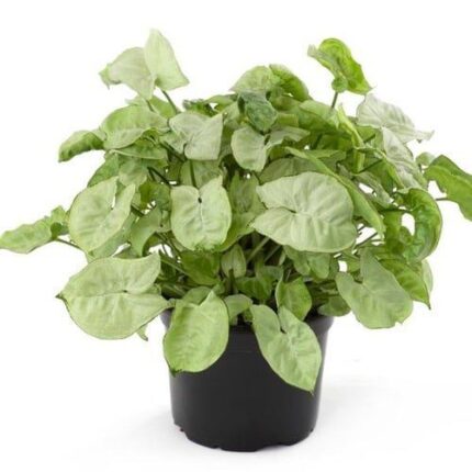Syngonium White Plant