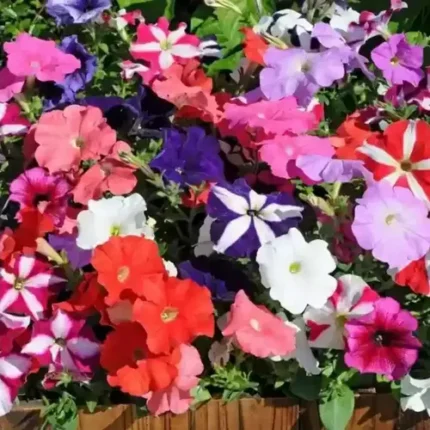 Petunia Mix Seeds