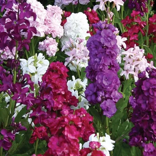 71DG96cKmL._AC_UL600_SR600600_.webp