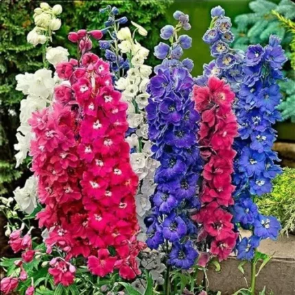Delphinium Mix Seeds