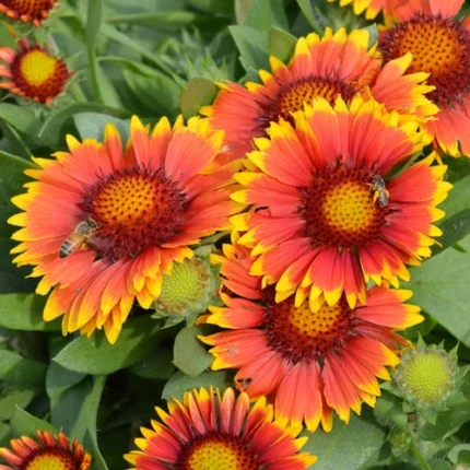 Gaillardia flower seeds