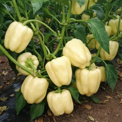 White Capsicum Seeds – White Snow Bell Pepper Seeds