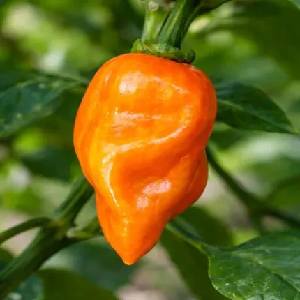 Habanero Orange Hot Chilli Pepper Seeds – Extra Hot Exotic Variety