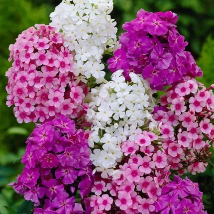 Phlox Seeds Mix