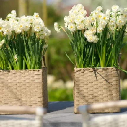 Daffodil Bulbs (5 Bulbs)