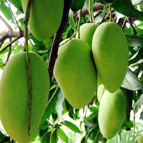 Dussehri-Mango-Pakistan-500x500-1.jpg