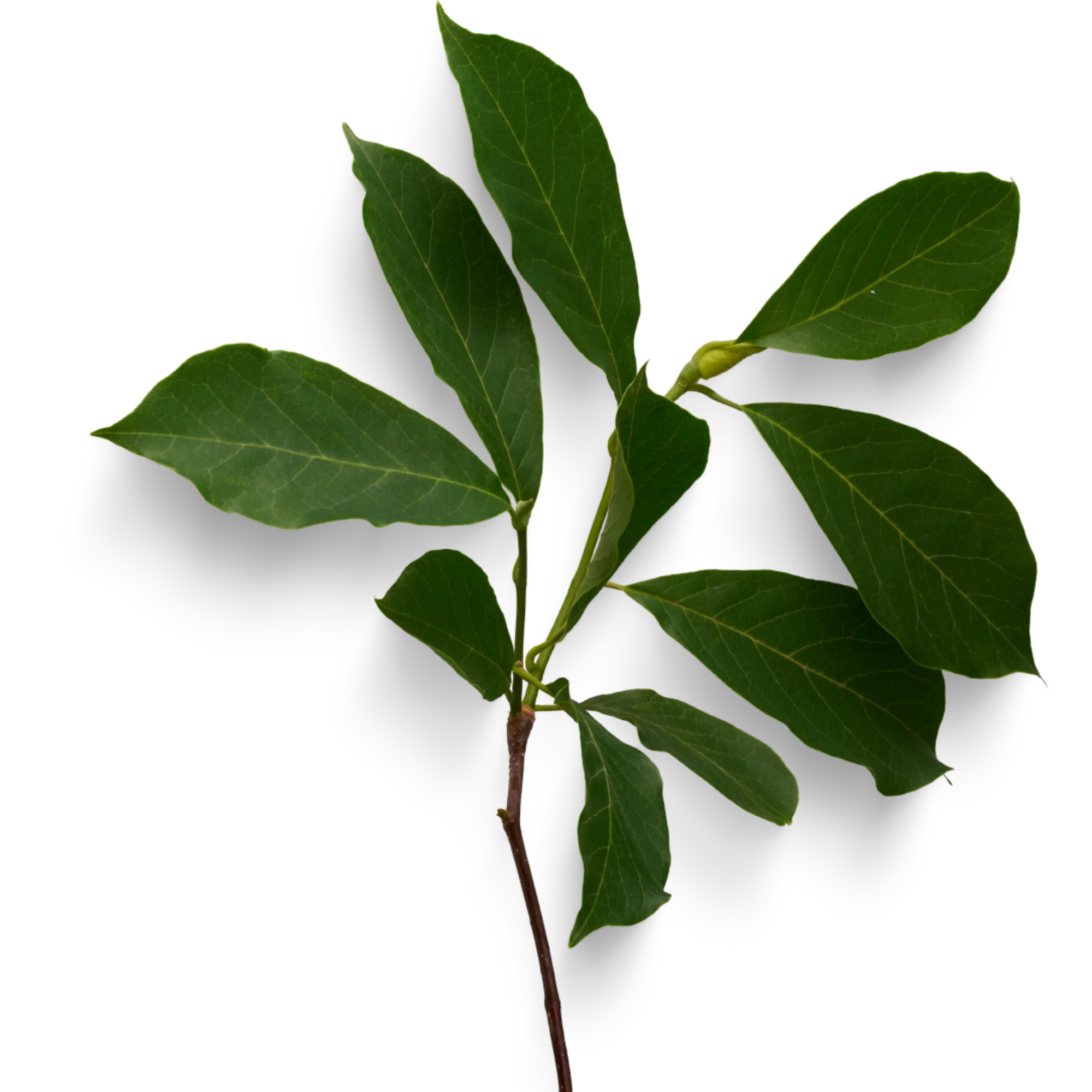 A broken branch f green leaves