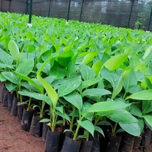 Have-you-ever-cultivated-tissue-culture-banana-Pepperhub-1.webp