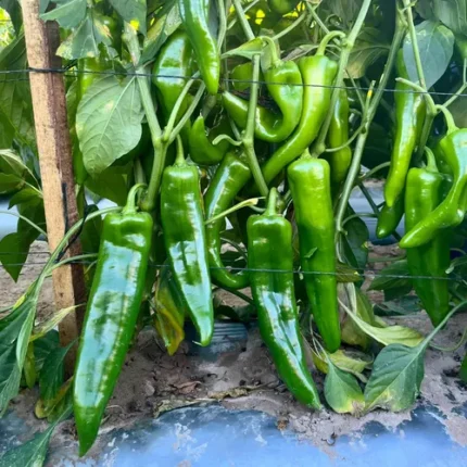 Hot Chilli King F1 Seed