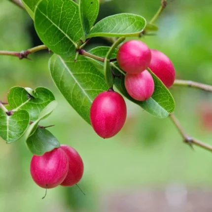 Karonda fruit plant (Carissa carandas)