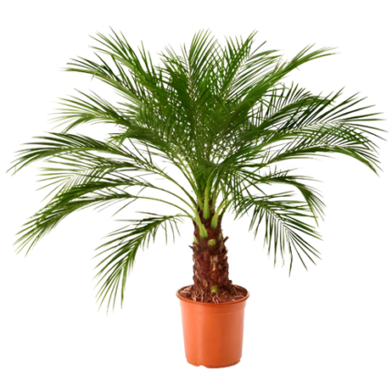Fenix Palm (Phoenix) plant
