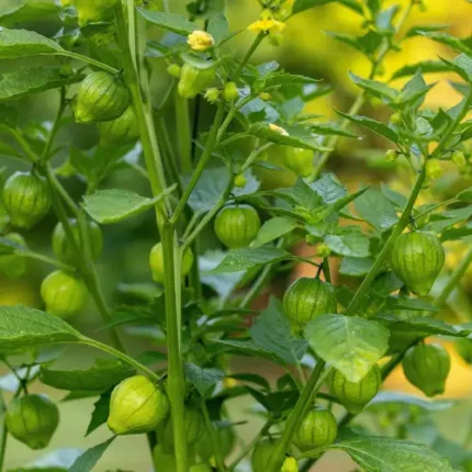 Tomatillo Toma Verde Seeds