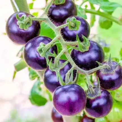 Purple Cherry Tomato Seeds