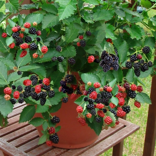 SHB0136_Blackberry_Navaho_02.webp