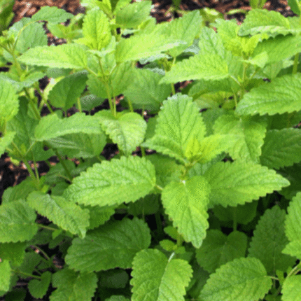 Lemon Balm Seed