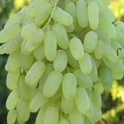 Sunder Khani Grapes Plant Vine (Angoor)