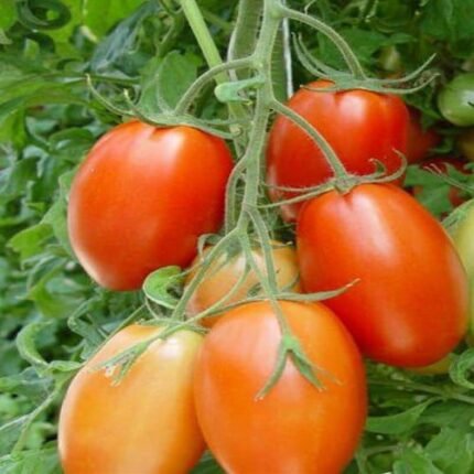 Pure Desi Tomato (ٹماٹر)