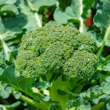 Broccoli (بروکولی) Hybrid F1 Seeds