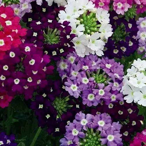 VERBENA-CASCADING-MIX-FLOWER.webp